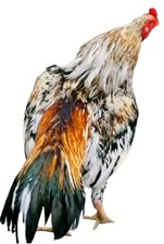 Qandhari Aseel Asil Fresh