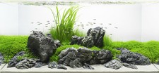 Aquarium Rock Seiryu Stone