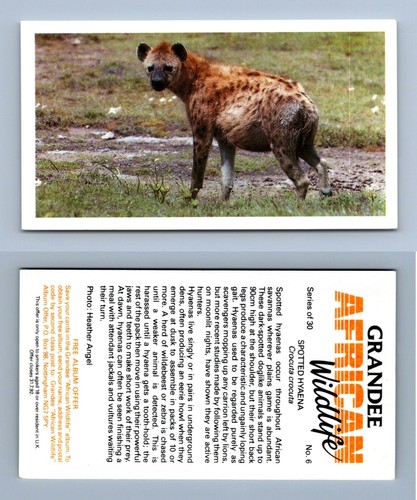 Spotted hyaena grandee - spotted,