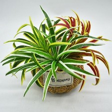 1Pcs Artificial Spider Plant