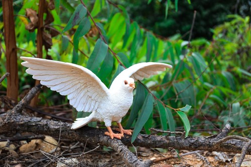 Pigeon spread wings - pigeon,