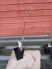Acer palmatum dissectum