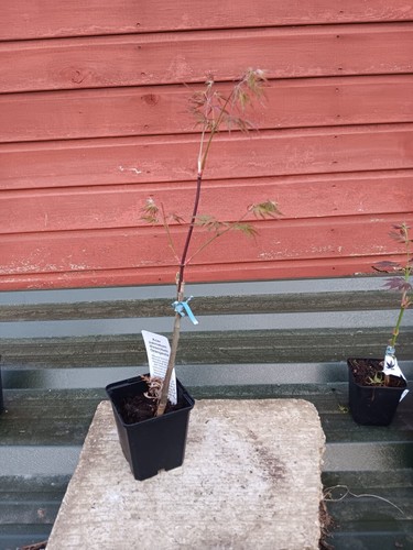 Acer palmatum dissectum
