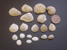 Bartonian Eocene Barton Beds Bivalve Collection 7 species Hampshire England