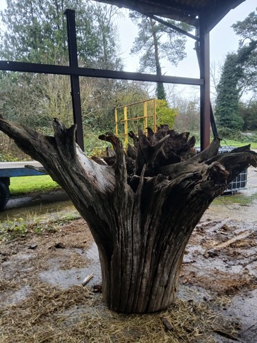 Large feature oak - , stump