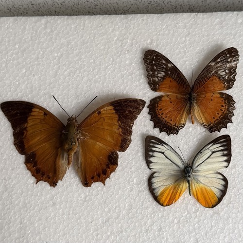 Entomology butterfly specimen - butterfly,
