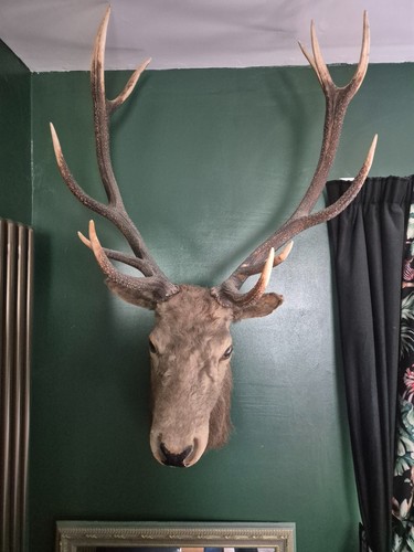 Large stags head taxidermy - head,,