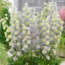 Delphinium Highlander Moonlight | Potted Larkspur Perennial Plants Garden Ready
