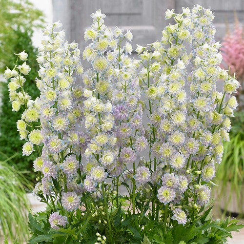 Delphinium highlander - delphinium,
