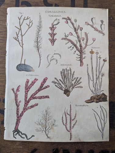 Antique c1815 natural - ,