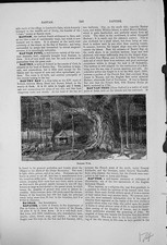 Old Banyan Tree Native India