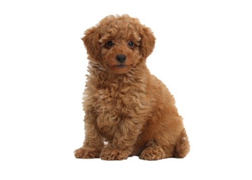 Toy poodle dog pet - toy,
