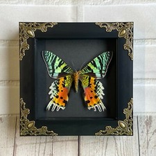 Madagascan Sunset Moth (Urania