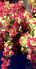 Bougainvillea Sunstone Red