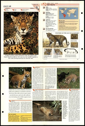 Jaguar mammals wildlife - jaguar,