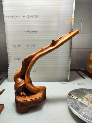 Beautiful natural cypress - beautiful, knee