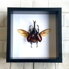 Brown Rhinoceros Beetle