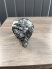 Unique rare fossil shell - rare,