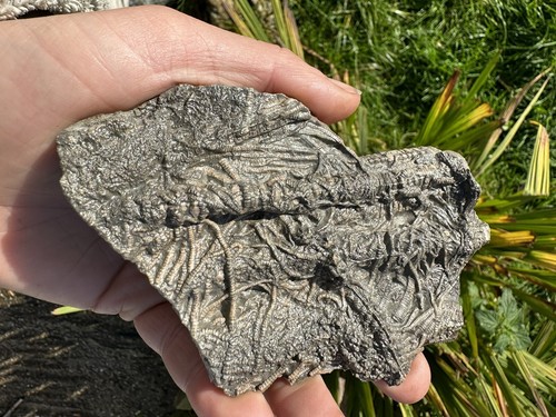 Pentacrinites from charmouth - from,