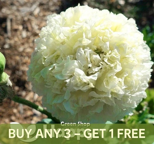 Cream peony poppy 500 seeds - poppy,