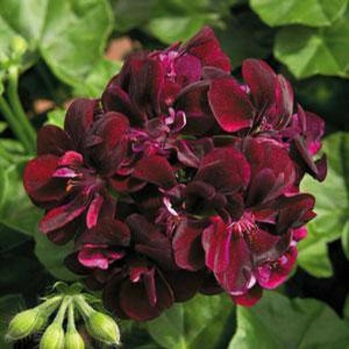 Dark red geranium seeds - 50,