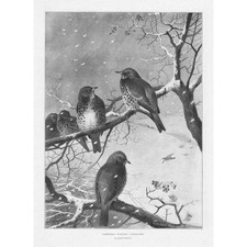 ARCHIBALD THORBURN Fieldfares - Antique Print 1896