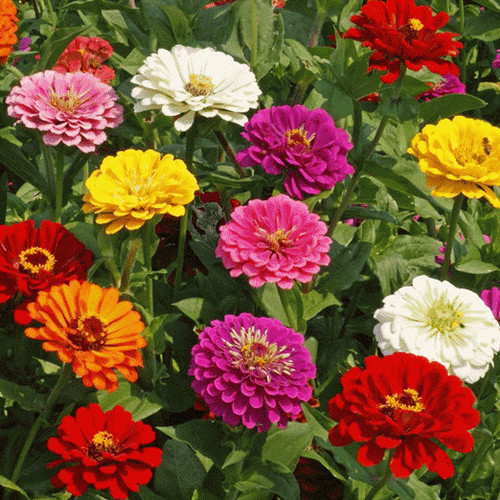 100 zinnia elegans - 100,