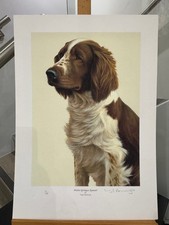Nigel Hemming - Welsh Springer