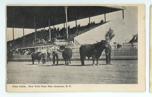 Prize cattle cows horse racing - cattle,