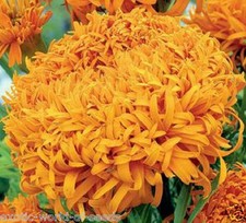 GIANT FRENCH MARIGOLD SEEDS - CHRYSANTHEMUM SHAPE HUGE ORANGE FLOWERS