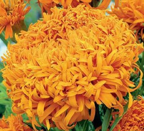Giant french marigold seeds - french,