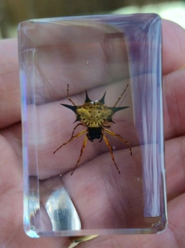 Real spider spiney - real,