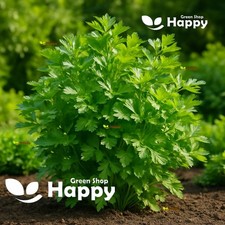 PARSLEY ITALIAN GIANT - 4 000