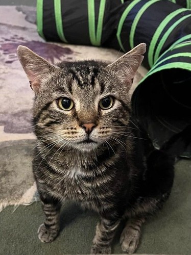 Help with our rescues - to,
