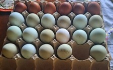 10+ Hatching Eggs Pure Black