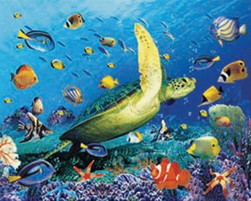 Turtle and marine life - turtle,