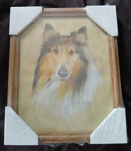 Sheltie dog framed portrait - sheltie,