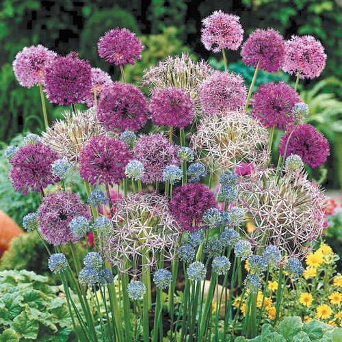 Allium collection x200 - allium,