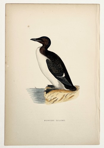 Brunnich guillemot morris - guillemot,