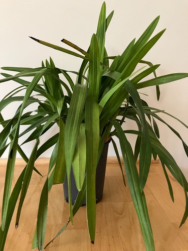 Cascading cymbidium orchid - cymbidium,