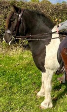 English Made Shetland/Small