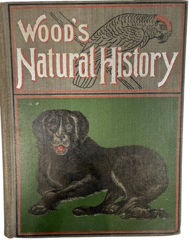 Vintage 1899 illustrated - vintage,