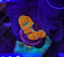 Acan Rainbow Frags LPS Coral