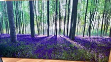 Next Large Rectangle Canvas Print Woodland Flowers 100x50cm