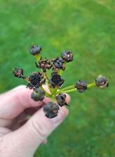 Dionaea Muscipula Venus Fly Trap 30 Seed Harvest JULY 2025