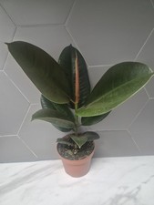 Rubber Plant | Ficus Elastica