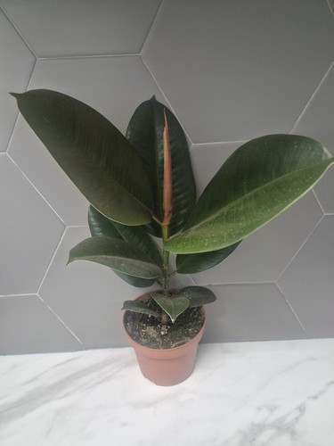 Rubber plant ficus - |, elastica