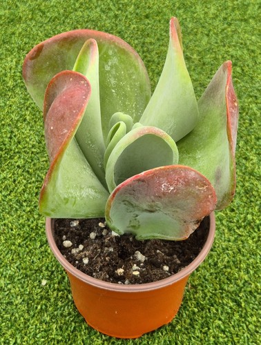 Kalanchoe luciae oricula - luciae, 'oricula'