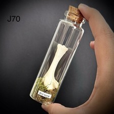 Pigeon bone With Real Moss In