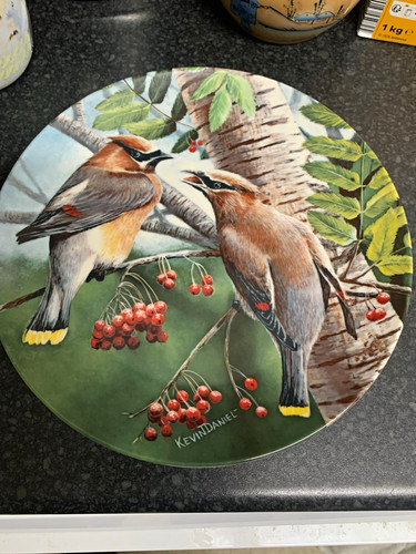 Knowles cedar waxwing - cedar,